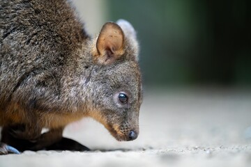 Beautiful kangaroo, pademelon and wallaby in the Australian bush, in the blue mountains, nsw. Australian wildlife in a national park