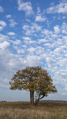 Lonely tree on a hill under a blue sky with beautiful clouds