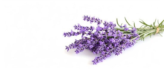 a bunch of purple lavender flowers on a white background . High quality