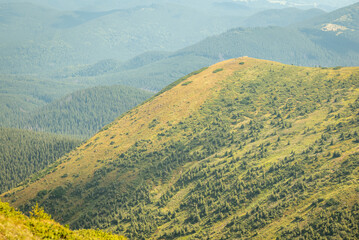 Breathtaking view of big hills covered with fir trees and some meadows between them. Clear summer day, the sun shines, haze on the background