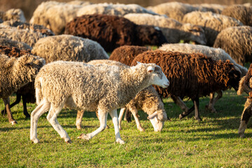 Herd of sheep going home after grazing all day on green grass. Evening shot of big herd of sheep and lambs