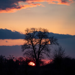 Fototapeta premium Landscape of setting sun under big lonely tree. Colorful sunset, silhouette of a tree, disk of burning sun touches ground