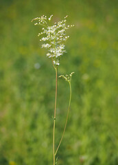 Fern-leaf dropwort plant, Filipendula vulgaris