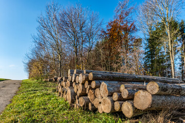 Baumstämme am Feldrand mit Wald im Hintergrund