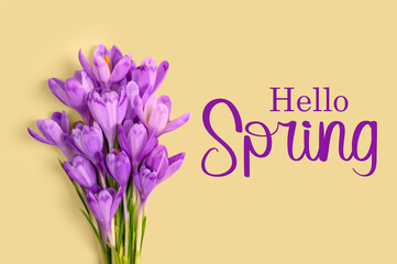 Hello spring. Composition of purple crocus flowers on yellow background.  	