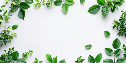 Frame made out of green plant leaves and vines on a white background with copy space. Greenery, nature, growth concept, graphic design resource element