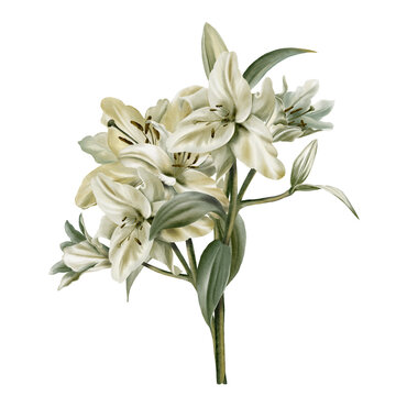Flower bouquet of a white Lilies flower.Watercolor illustration,isolated on white background.Decoration for wedding,Communion,christening,decoration of religious printed products.