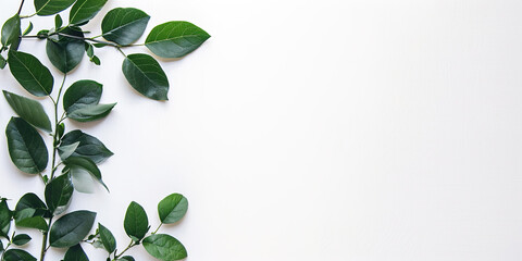 Obraz premium Green plant leaves and vines on a white background with copy space. Greenery, nature, growth concept, graphic design resource element