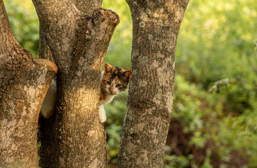 CAT IN THE TREE © esteban
