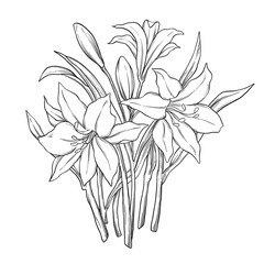 white lily illustration boquet design