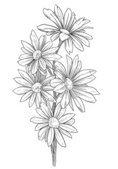 Daisy flower sketch botanical illustration