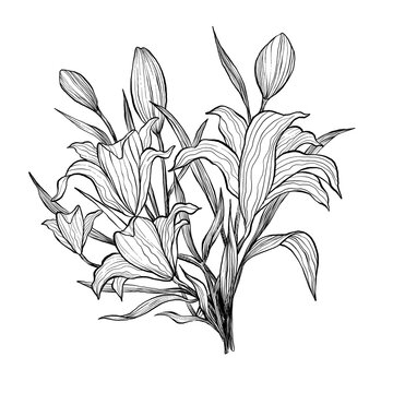 Wild lily flower illustration boquet