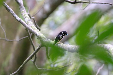 white and yellow broadbill