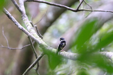Black and Yellow broadbill