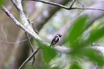 Black and Yellow broadbill