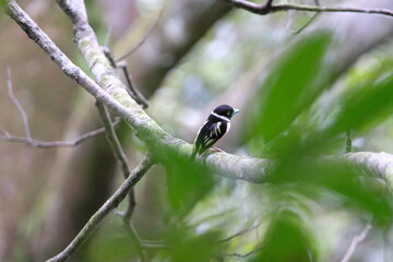 Black and Yellow broadbill