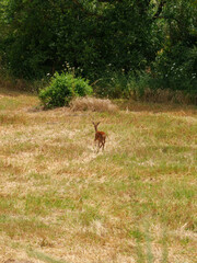 Young roe deer searching for water in Anruzzo, Italy