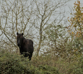 beautiful black horse grazing freely in the mountain