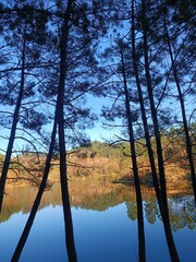 Naklejka na ściany i meble The beauty of nature, tree reflection on a lake