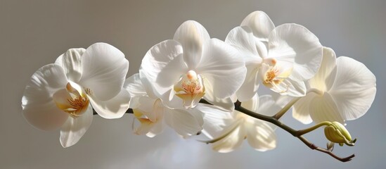 Orchids, reworded