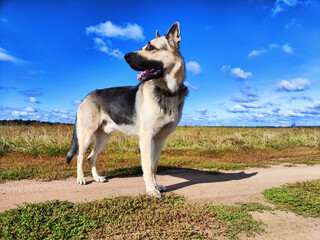 Big dog German Shepherd in field with green and yellow grass in summer or autumn season. Russian...