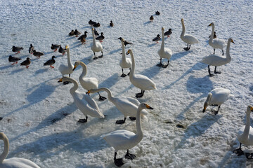 A flock of geese walking on a sheet of ice.