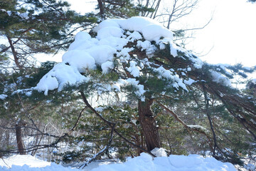 A view of a garden with snow stuck on it.