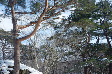 A view of a garden with snow stuck on it.