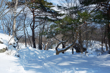 A view of a garden with snow stuck on it.