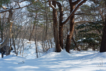 A view of a garden with snow stuck on it.