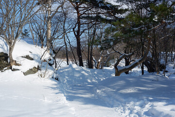 A view of a garden with snow stuck on it.