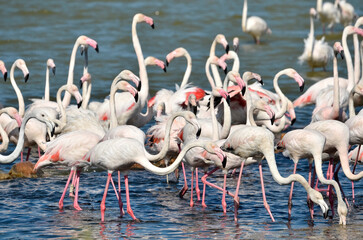 Group of flamingos (Phoenicopterus) in water