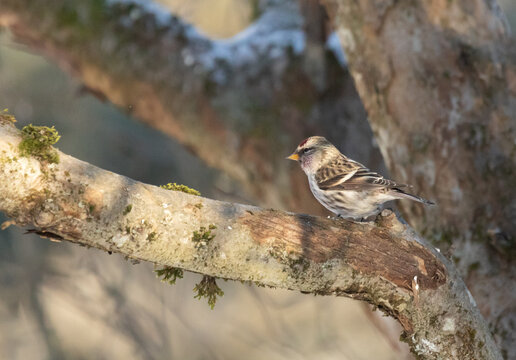 Common redpoll on an old branch