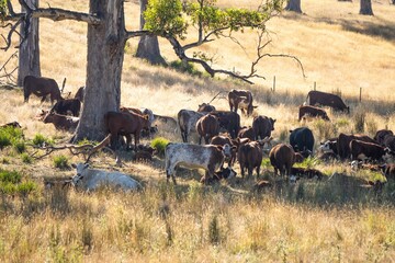 Cattle ranch farming landscape, with rolling hills and cows in fields, in Australia. Beautiful green grass and fat cows and bulls grazing on pasture.