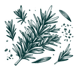 Rosemary hand drawn vector graphic asset herbs - obrazy, fototapety, plakaty