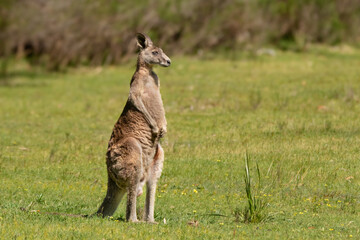 An eastern grey kangaroo (Macropus giganteus) surveys its surroundings in Churchill National Park near Melbourne. The marsupial, also known as a great grey, is not the largest kangaroo. © Colin N. Perkel