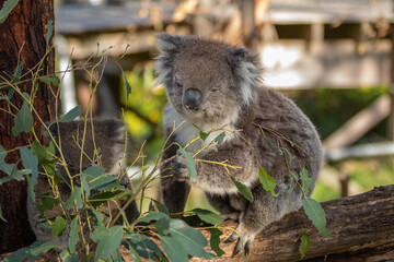 A fluffy koala (Phascolarctos cinereus) keeps close to its barely visible joey. Although sometimes called a koala bear, they are a marsupial found only in Australia.