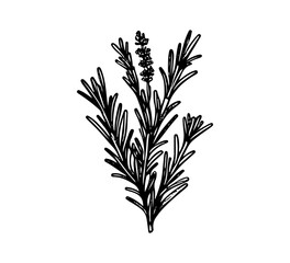 Rosemary hand drawn vector graphic asset herbs