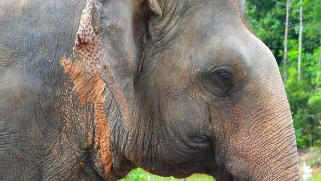 Majestic Elephant Close-Up: Natures Marvel.