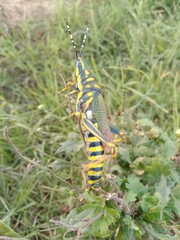 Mustard greens White poppy flowers Spider to fly
