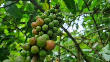 Rama llena de granos de cafe panameño  de varios colores, Boquete Panamá