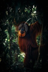 Wild male orangutan in the trees © JOy