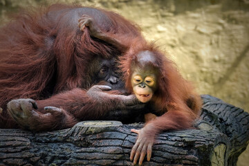 Mother and baby bornean orangutan