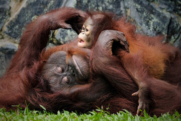 Naklejka premium Mother and baby bornean orangutan