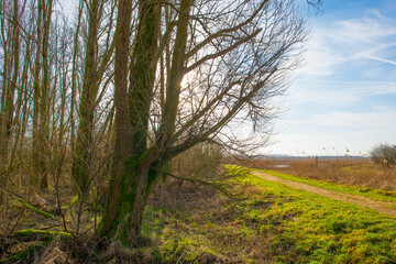 Obraz premium Trees along a path in sunlight in winter, Almere, Flevoland, Netherlands, February 13, 2024