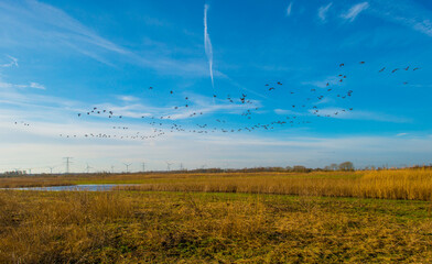 Birds flying in a blue colored sky in winter, Almere, Flevoland, The Netherlands, February 13, 2024