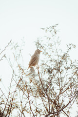 Bird in a tree that is backlit