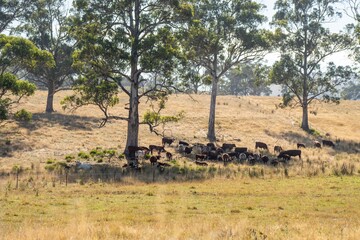 Farming landscape of stud angus and wagyu bulls grazing, with beautiful cows and cattle grazing on...