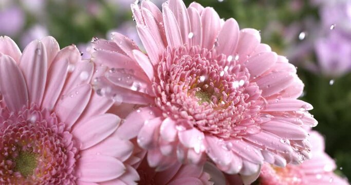 Super slow motion of splashing crystal clear pure water drops are falling on green fresh organic pink gerber daisy flower plants while it's raining in garden at 1000 fps.