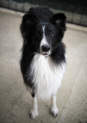 Foto scattata ad un cucciolo di Border Collie attorno alle colline di Tassarolo (AL).